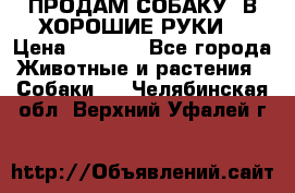 ПРОДАМ СОБАКУ  В ХОРОШИЕ РУКИ  › Цена ­ 4 000 - Все города Животные и растения » Собаки   . Челябинская обл.,Верхний Уфалей г.
